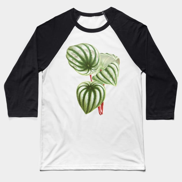 Watermelon Peperomia - Botanical Illustration Baseball T-Shirt by chimakingthings